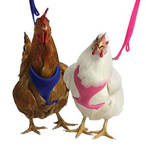 BLUE MESH PULLET HARNESS