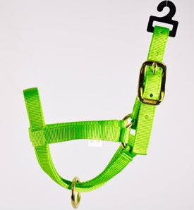 RED BILLY GOAT HALTER