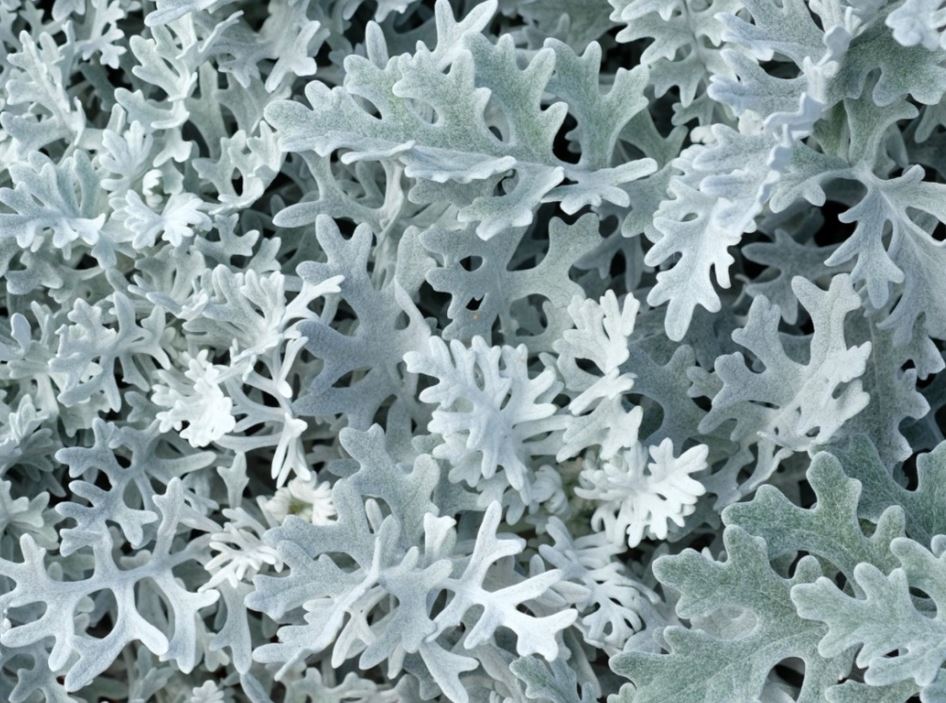 BP7 DUSTY MILLER 6 PCK