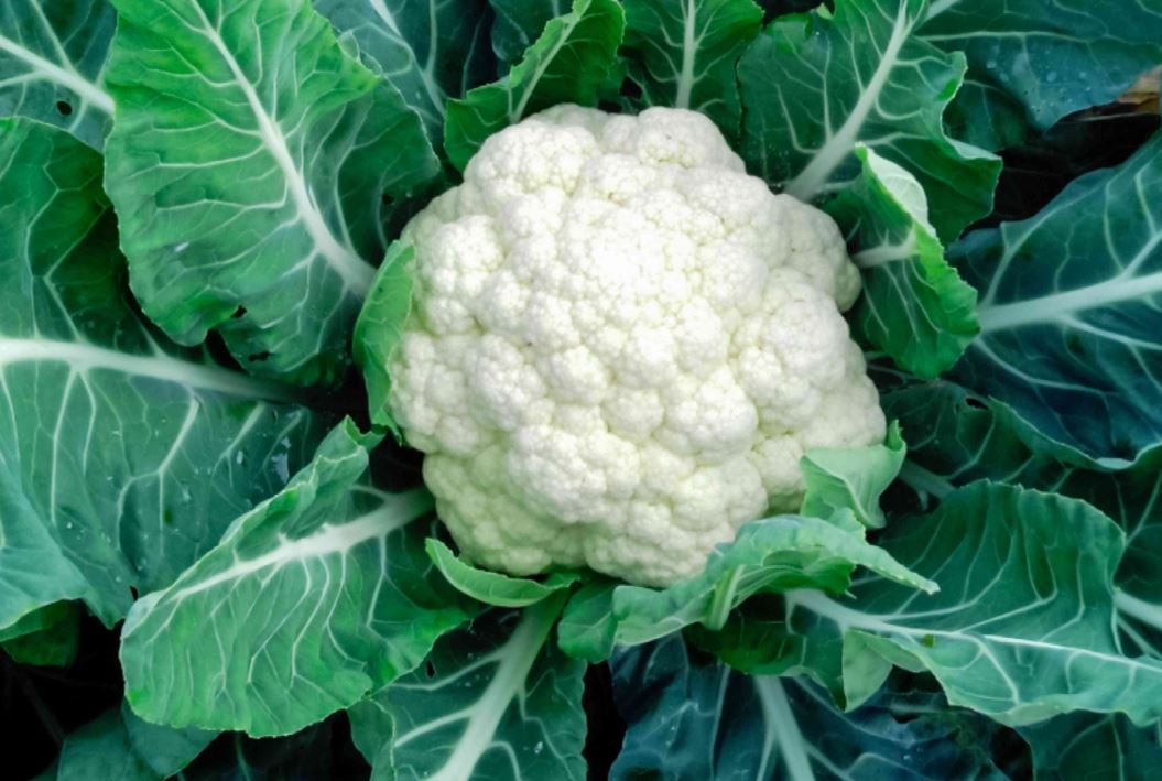 CAU2 CAULIFLOWER 6PK