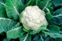 CAU2 CAULIFLOWER 6PK