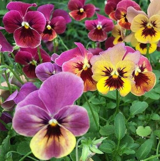 BP84 PANSY 8" POT
