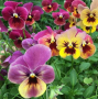 BP84 PANSY 8" POT