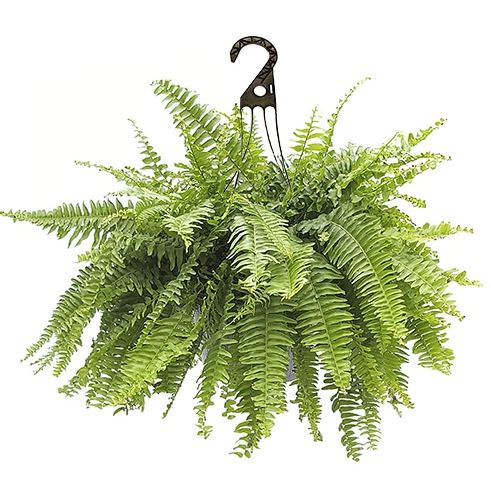 HB32 BOSTON FERN HANGING BASKET