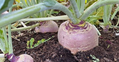 RUT1 LARENTIAN RUTABAGA 6PK