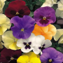HB41 PANSY TRAILING HANGING BASKET