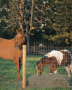RED BRAND HORSE FENCE 48IN 100FT