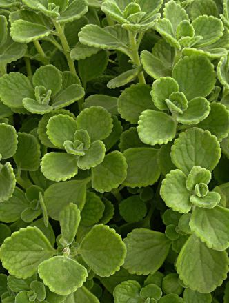 HER27 CUBAN OREGANO 4" POT