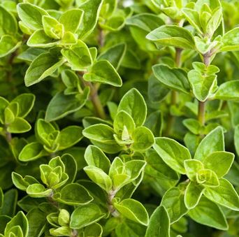 HER11 ITALIAN OREGANO 4" POT