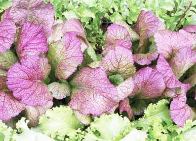 MUS2 RED GIANT MUSTARD 4"