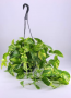 HB37 POTHOS HANGING BASKET