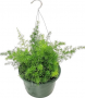 HB43 ASPARAGUS FERN HANGING BASKET