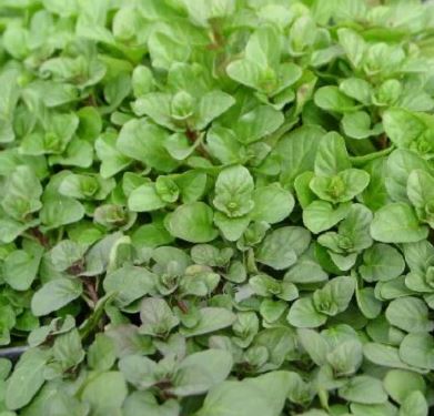 HER23 ORANGE MINT 4"