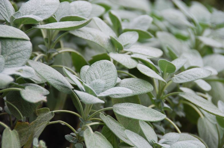 HER52 BERGGARTEN SAGE 4"