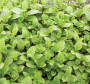 HER6 MOJITO MINT 4" POT