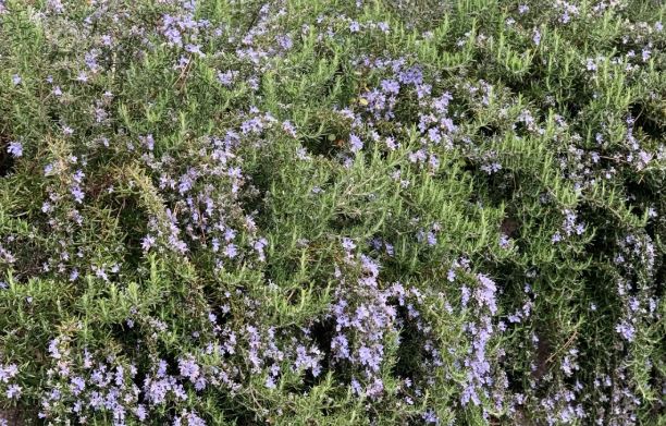 HER51 TRAILING ROSEMARY 4"