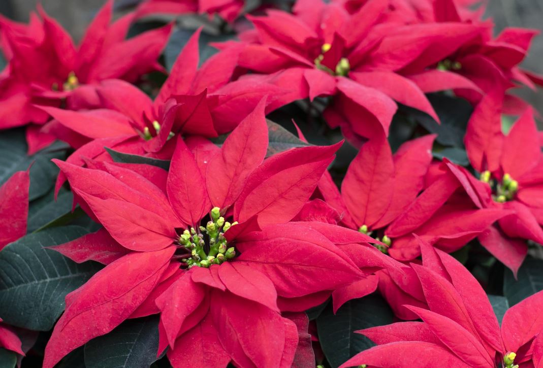 BP66 POINSETTIA 6 1/2" POT