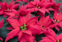 BP66 POINSETTIA 6 1/2" POT