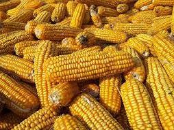 CORN - ON THE COB