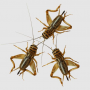 CRICKETS