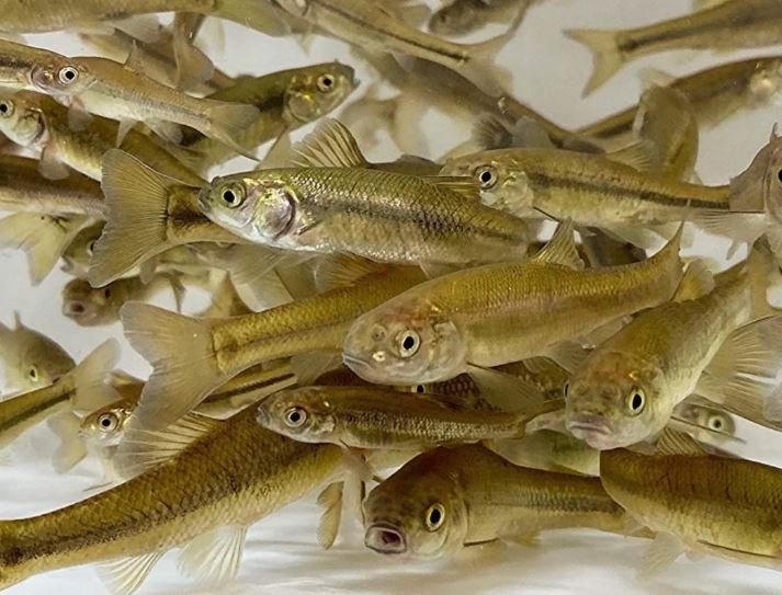 MINNOWS BY THE OUNCE