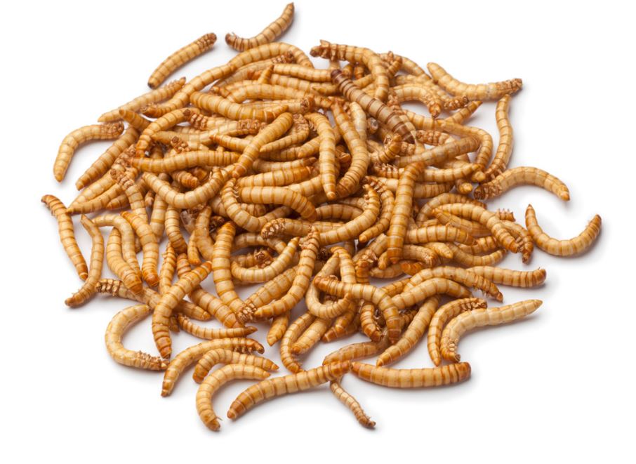 MEALWORMS