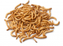 MEALWORMS