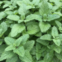 HER1 LEMON BALM 4" POT