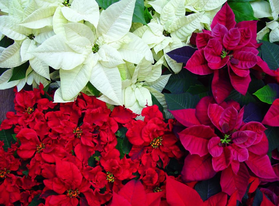 BP81 POINSETTIA 8" POT