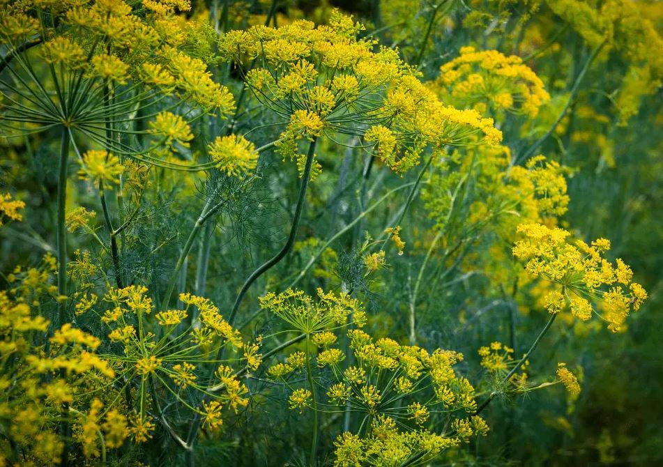 HARDY ANNUAL DILL HERB 1GR