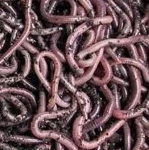 NIGHTCRAWLERS WORMS SMALL RND