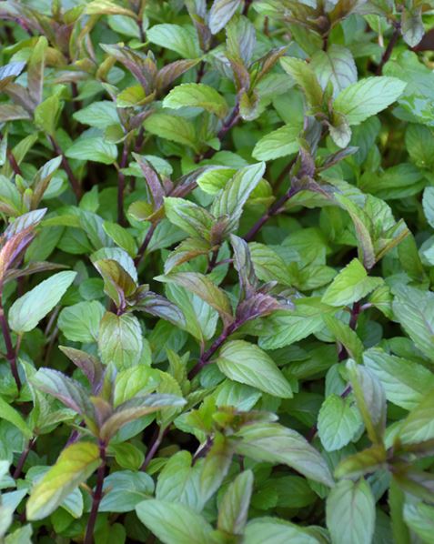 HER8 CHOCOLATE MINT 4" POT