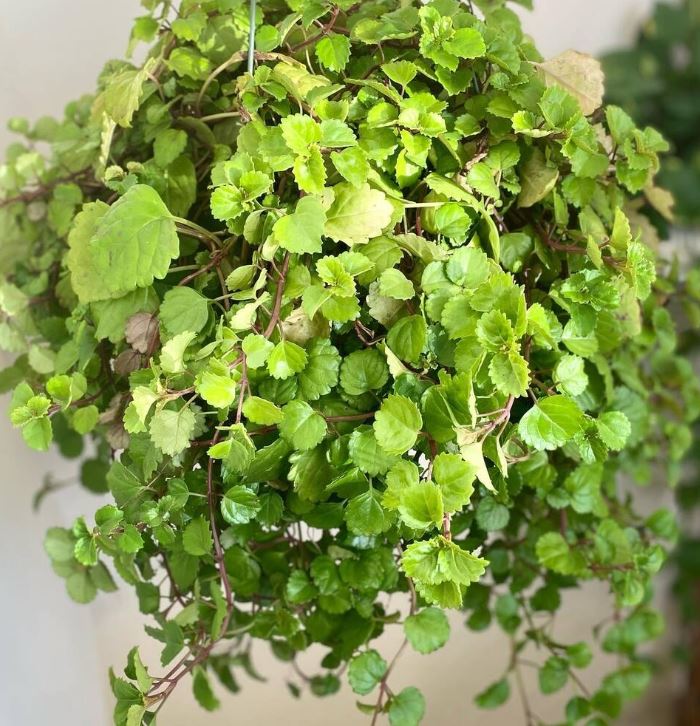 HB23 SWEDISH IVY HANGING BASKET