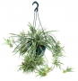HB38 SPIDER PLANT HANGING BASKET