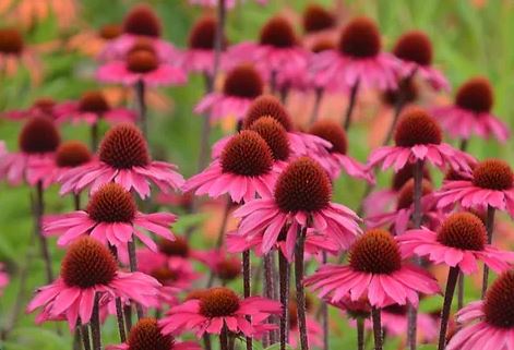 BPG17 ECHINACEA 1 GAL