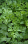 HER20 PLAIN ITALIAN PARSLEY 4"