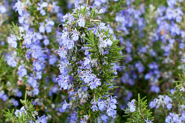 HERG5 TUSCAN ROSEMARY 1 GAL