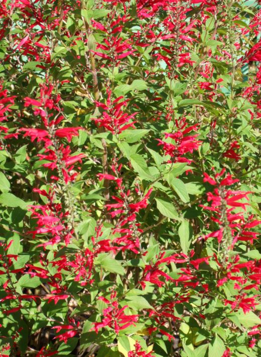 HER22 PINEAPPLE SAGE 4" POT