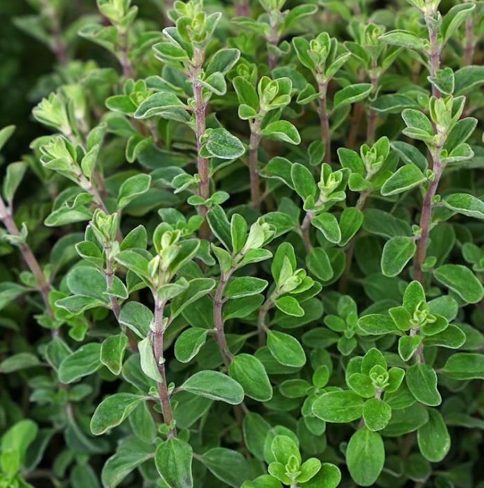 HER19 SWEET MARJORAM 4" POT
