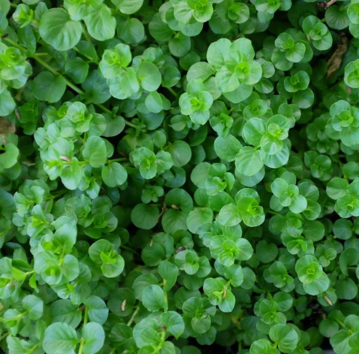 BP455 CREEPING JENNY 4" POT