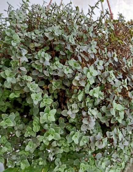 HB7 BOLIVIAN JEW HANGING BASKET