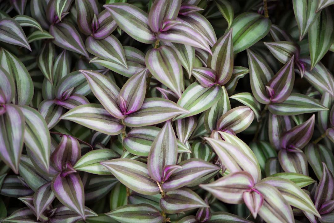 HB28 WANDERING JEW HANGING BASKET