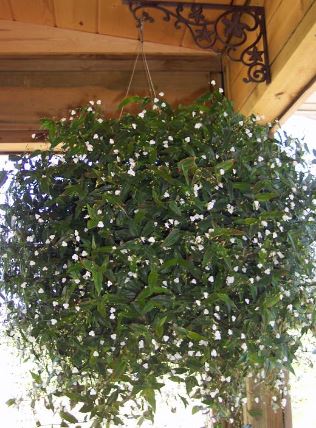 HB8 BRIDAL VEIL HANGING BASKET