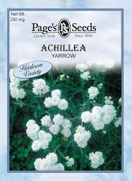 WHITE YARROW ACHILLEA 250MG