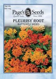 PLEURISY ROOT BUTTERFLY WEED