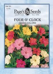 MIXED COLORS FOUR O'CLOCK 1.5G