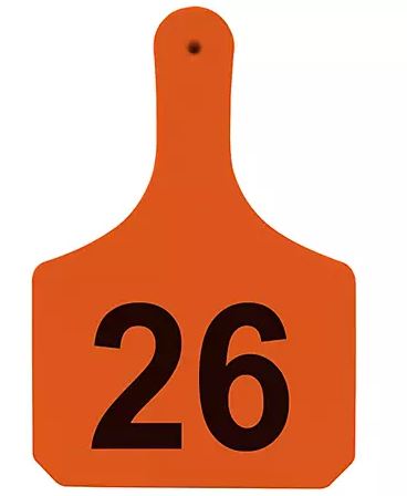 ORANGE CALF Y-TAG 26-50