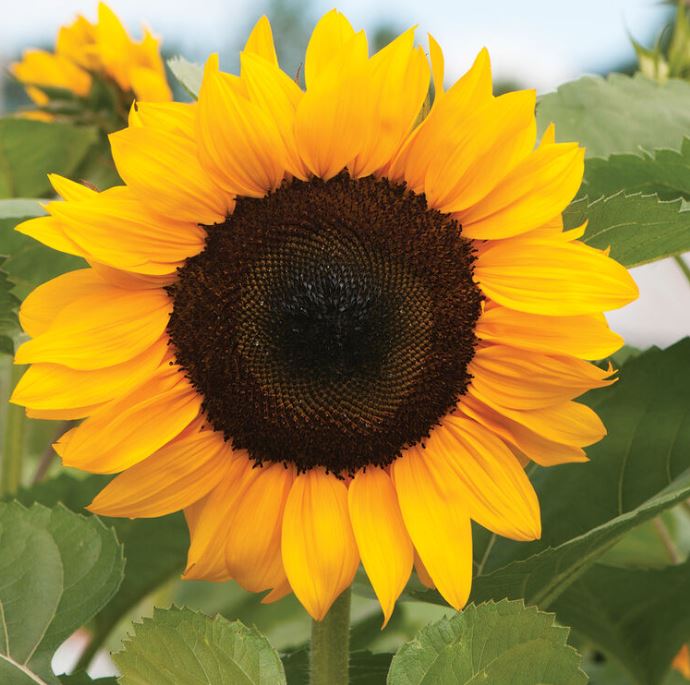 PROCUT ORANGE SUNFLOWER SEEDS 750MG