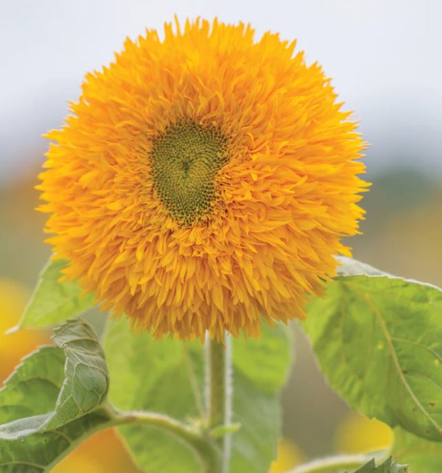 SUNGOLD TAIL SUNFLOWER SEEDS 2G