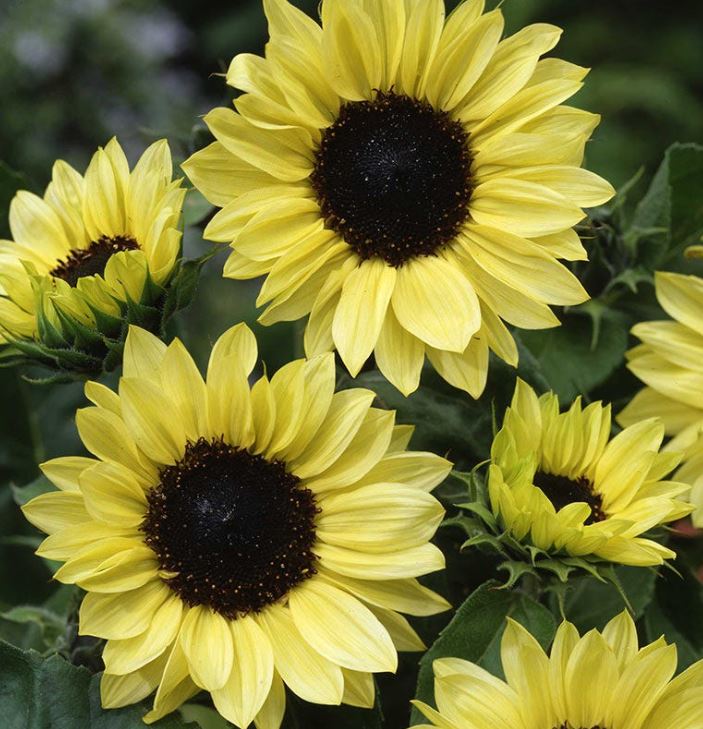 MOONSHINE SUNFLOWER SEEDS 1.5G